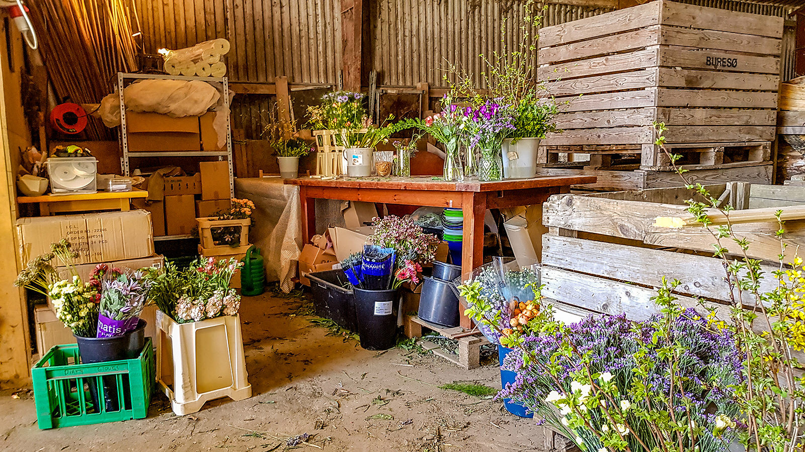 Vildeviolers værksted ligger i laden på Stengården. I begyndelsen af april er alle blomsterne importeret fra udlandet